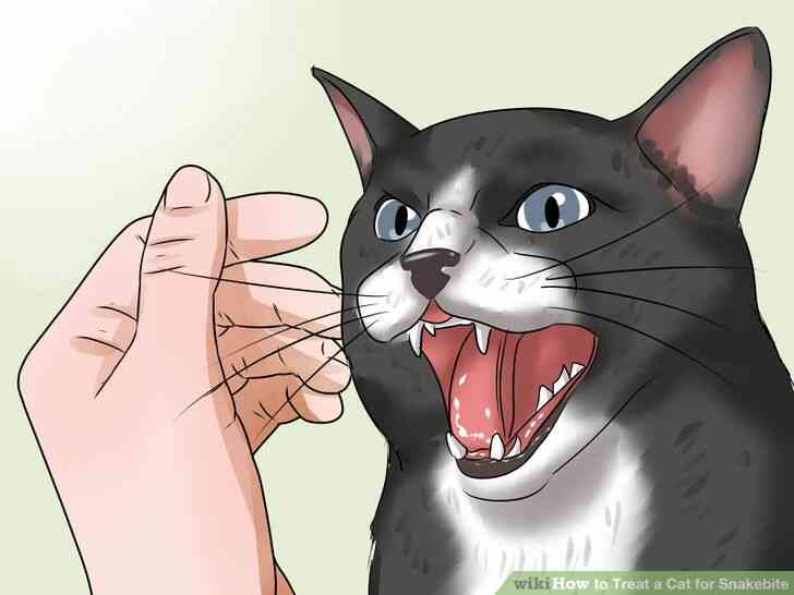 Image intitulée Traiter un Chat pour les Morsures de l